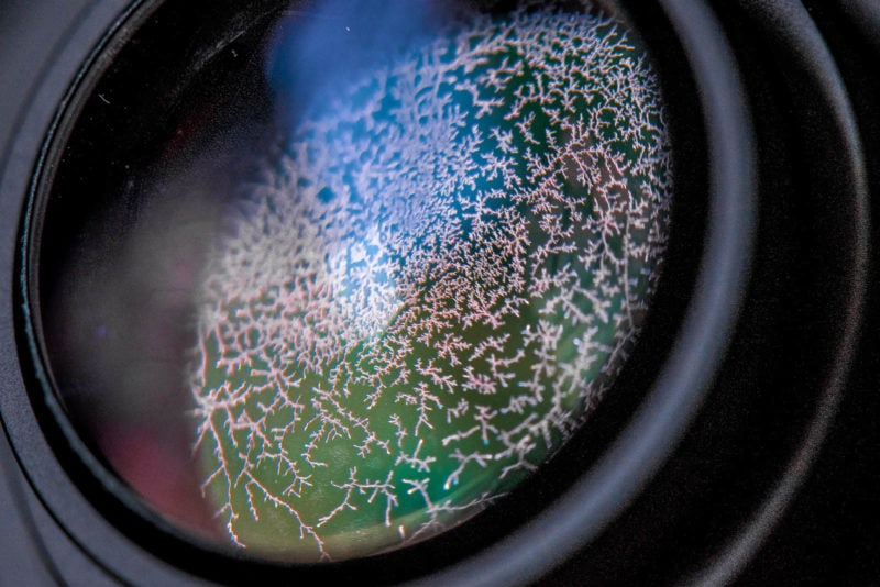 A large amount of branching mold spores on a lens.