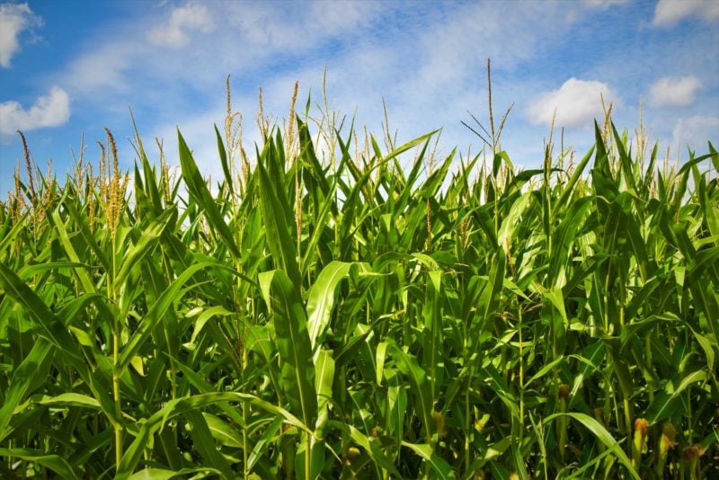 A field of corn that might have been used to create PLA filament